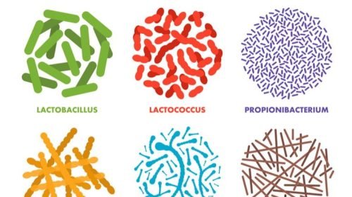 Top 3 Probióticos Mais Vendidos na Amazon em 2025: Os Segredos Para Um Intestino Feliz e Uma Vida Mais Leve